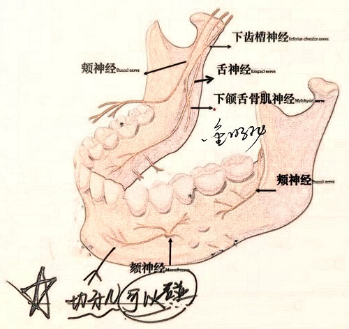 切牙神经.jpg